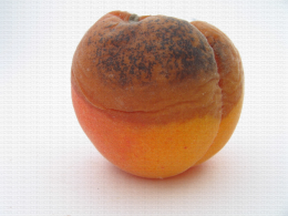 Abricot, tache de pourriture-moisissure noire due à Rhizopus